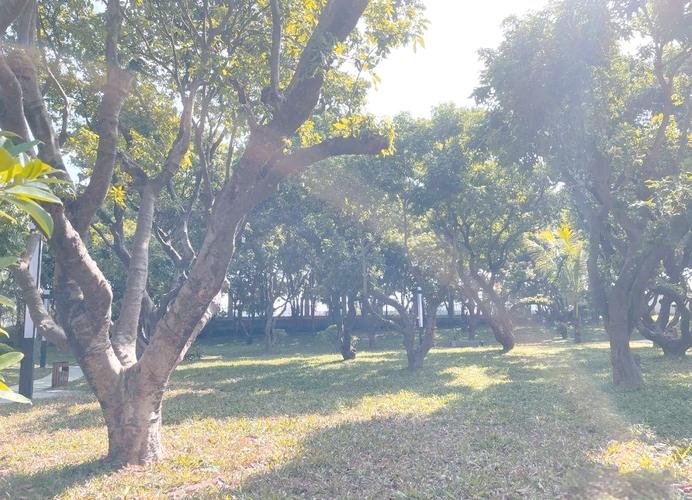 诺基亚拍照技术巅峰之作（诺基亚的拍照效果如何）