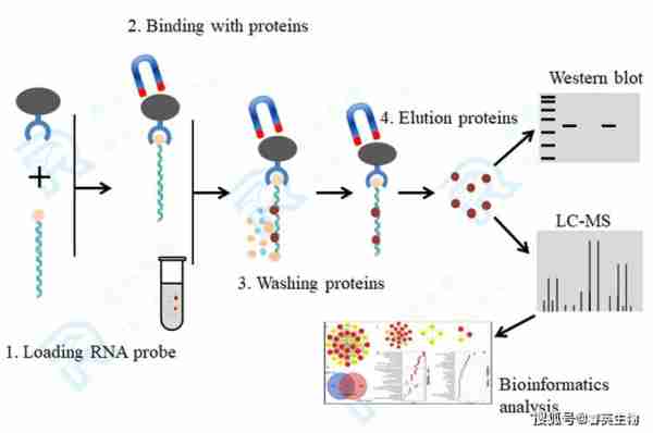 解质解工蛋术解蛋解（解链蛋白）