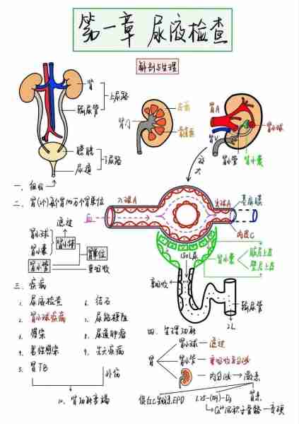 尿识识理理病识（尿液理学检查的临床意义）