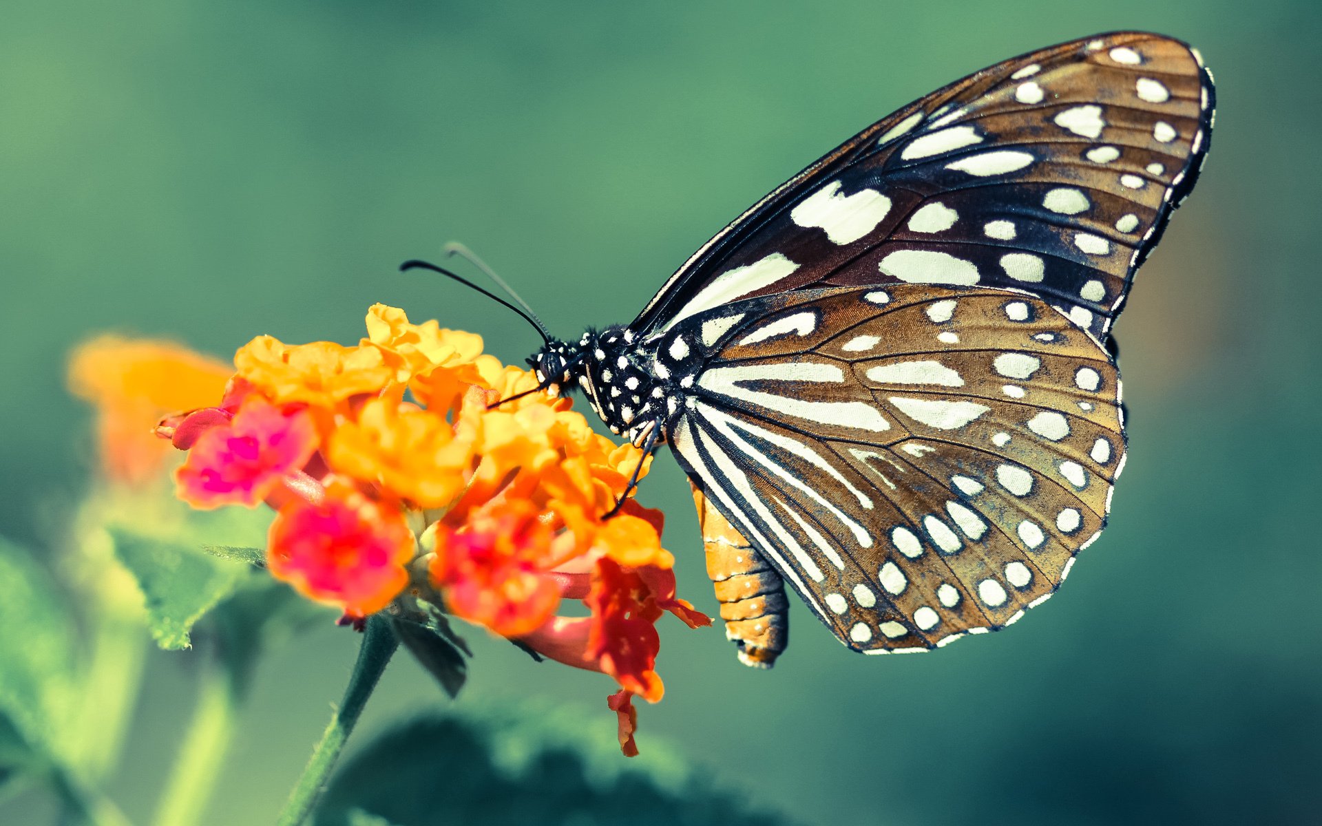 都灵裹尸布真伪之谜_都灵尸衣