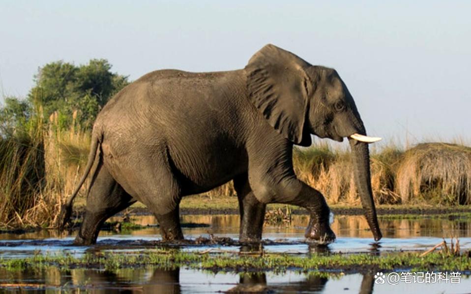 世界上最大的非洲象_最大的非洲象全长多少米