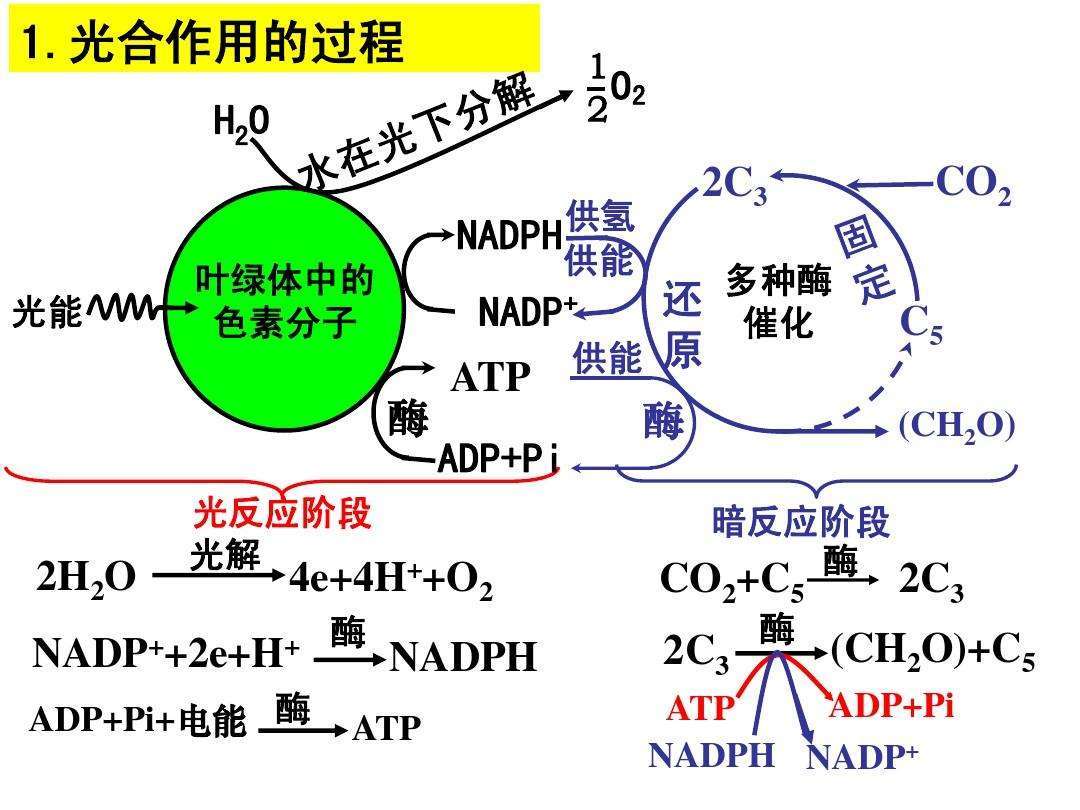 光合作用的详细步骤_光合作用的详细步骤是什么
