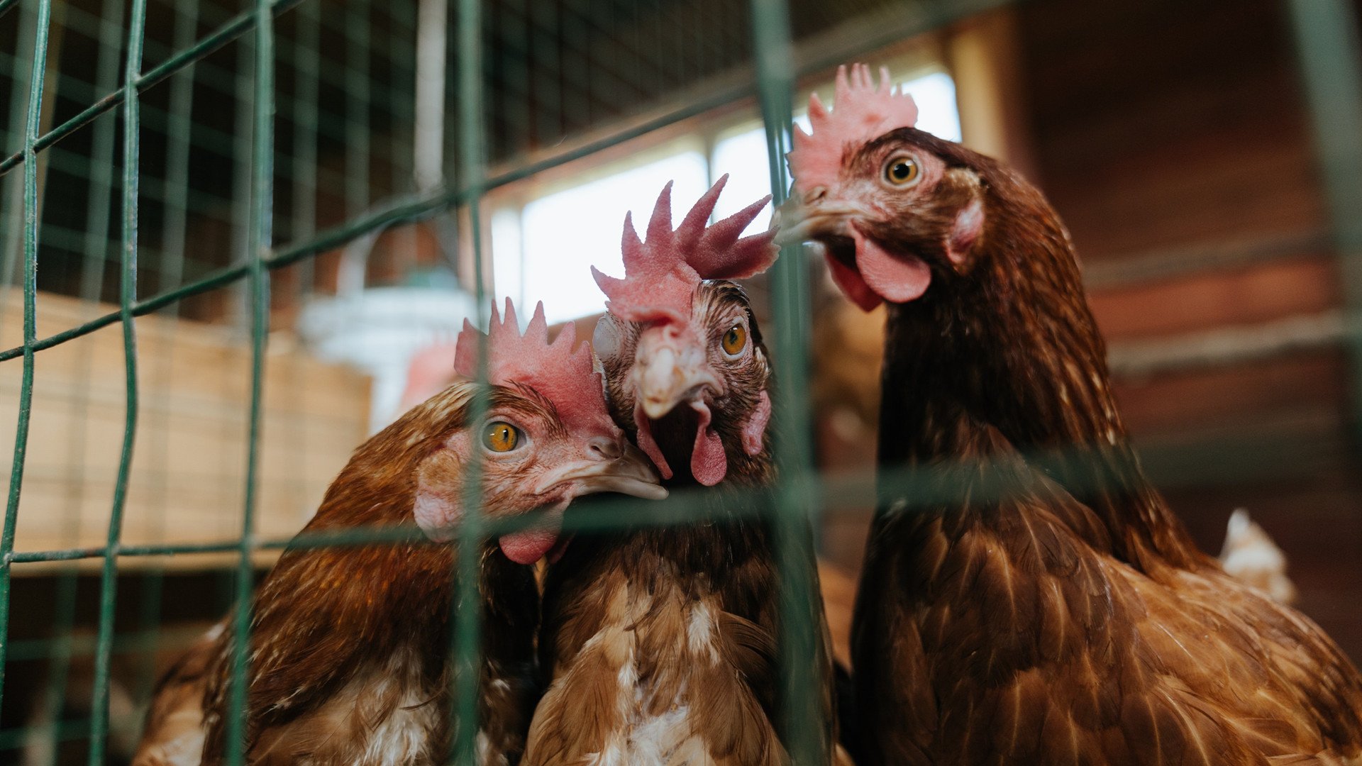 马来西亚政治稳定_马来西亚的政治情况