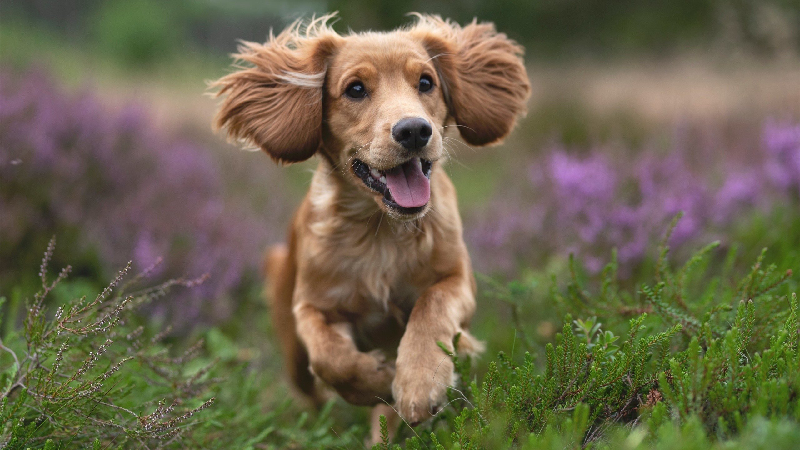 快速射电暴的信号源_发现快速射电暴有什么意义