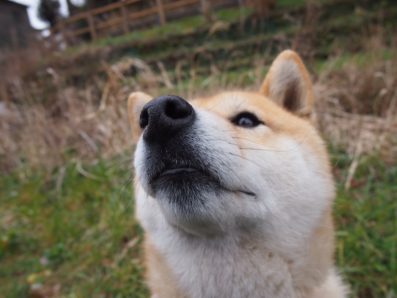 肯尼迪遇刺案真相_肯尼迪遇刺案真相什么时候公开
