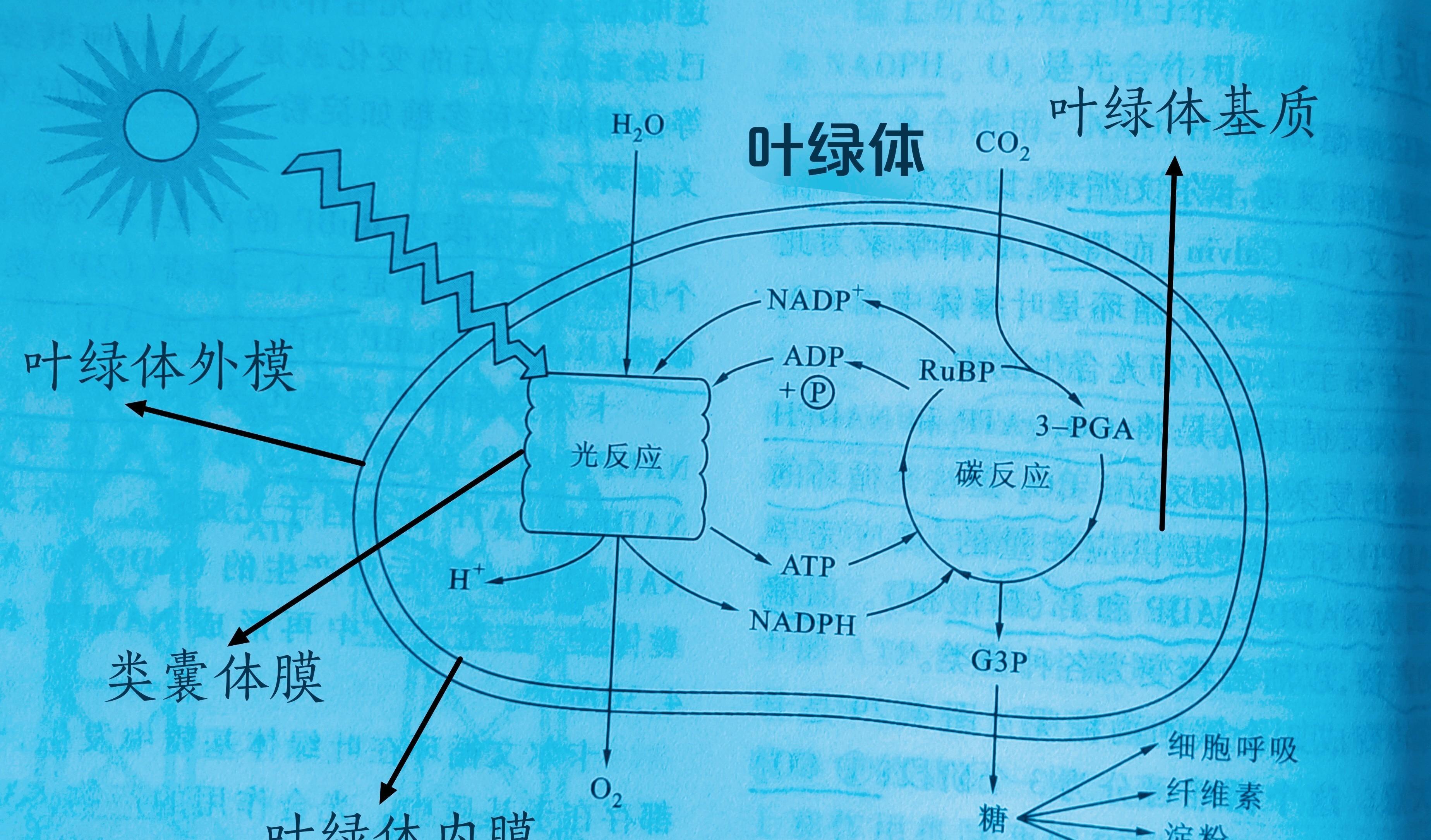 呼吸作用与光合作用_呼吸作用跟光合作用