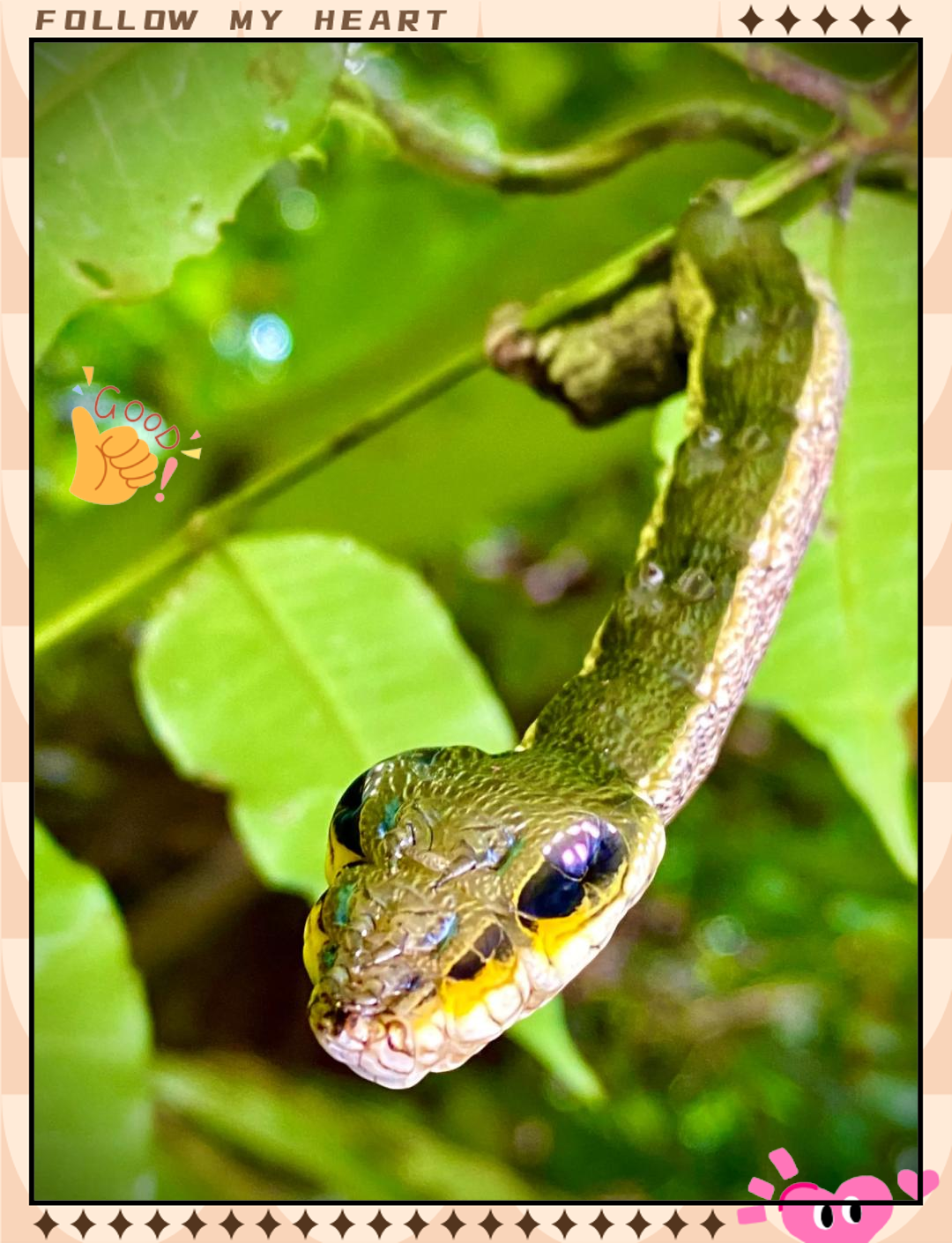 拟态与保护色_拟态保护色警戒色的定义