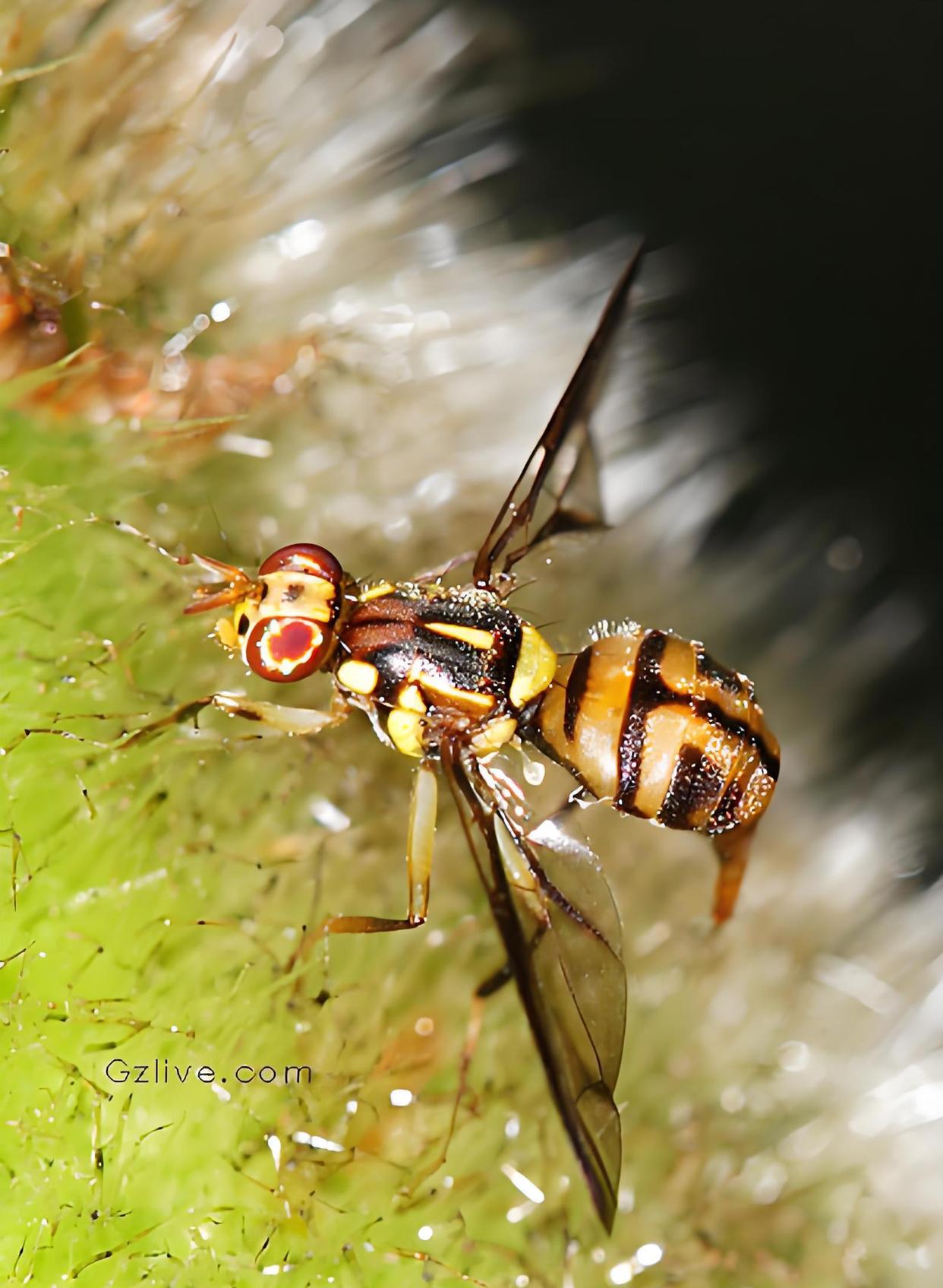 拟态与保护色_拟态保护色警戒色的定义