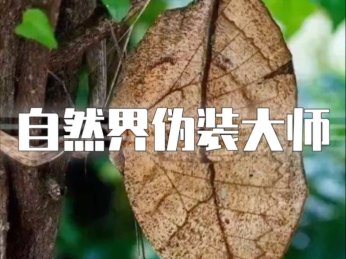 自然界的伪装大师们_自然界的伪装大师有哪些