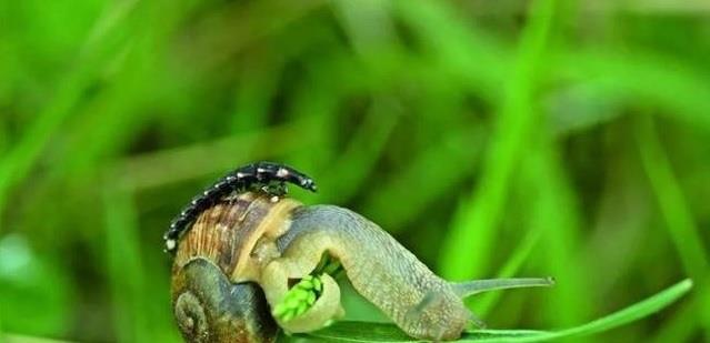 蜗牛唾液的麻醉功能_蜗牛的唾液有毒吗?