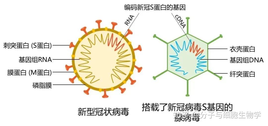 疫苗的工作原理_疫苗的工作原理图