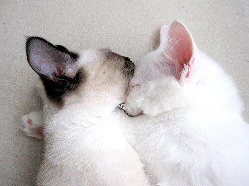 哥伦布并非想证明地球圆_哥伦布首次证明地球是球体