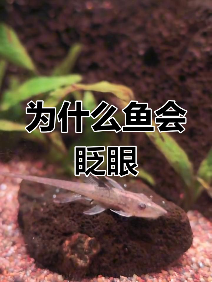 鱼类也会睡觉吗？_鱼到底会不会睡觉