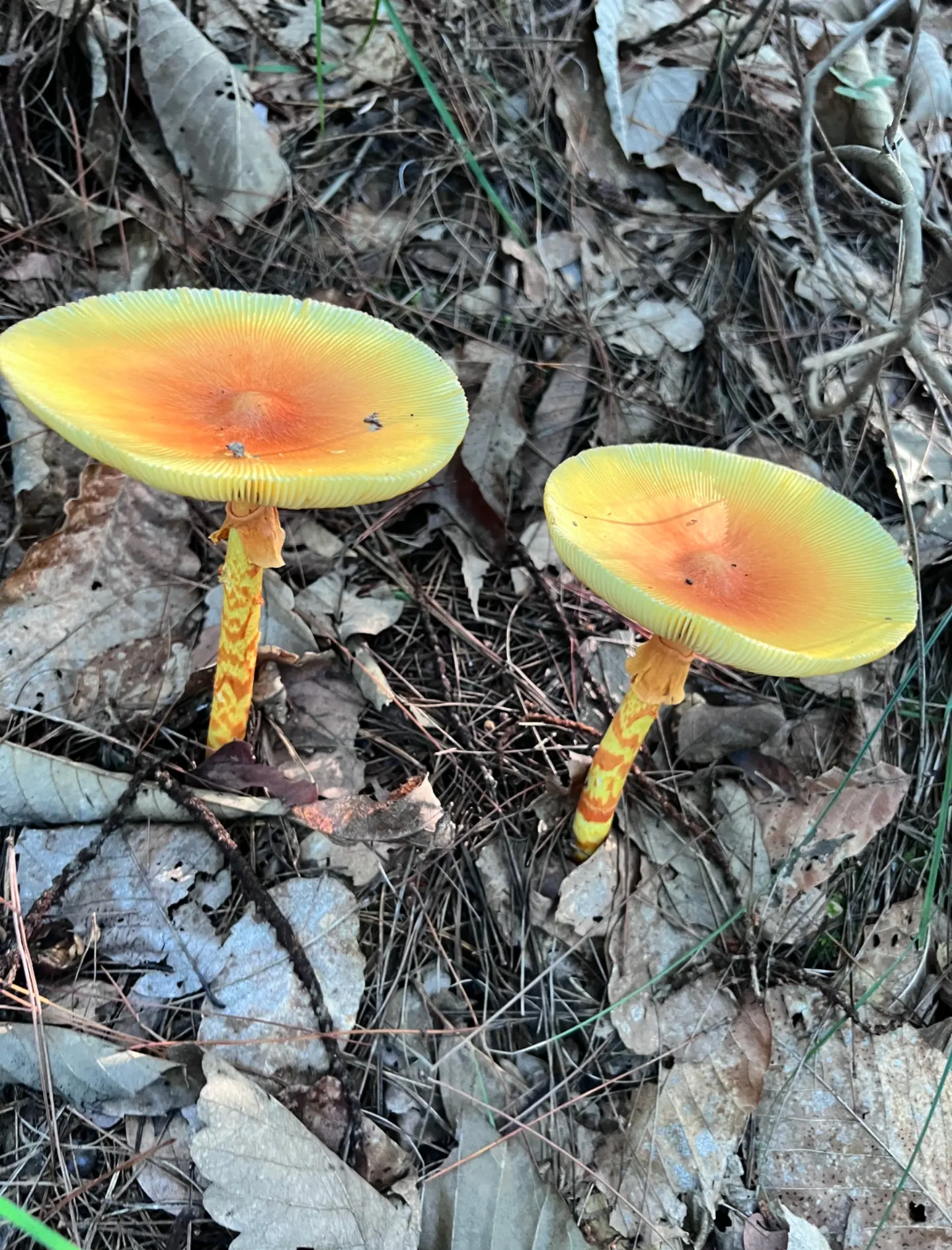 真菌的世界有多大？_真菌最大有多大