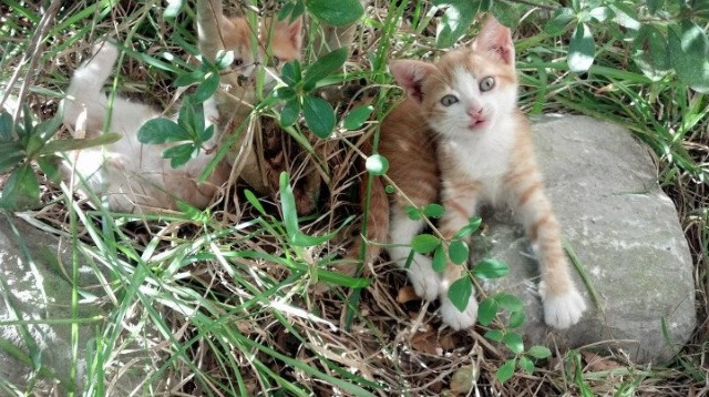 第一条短信内容是什么？_第一条手机短信