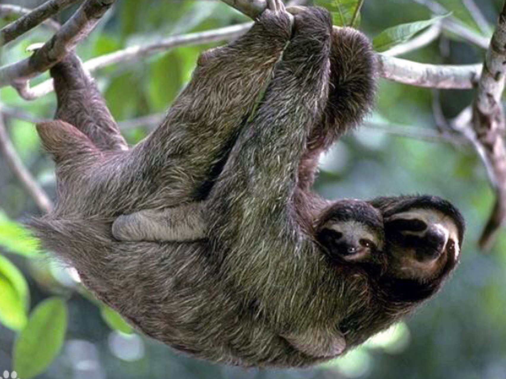 树懒一周下一次树_树懒多少年了