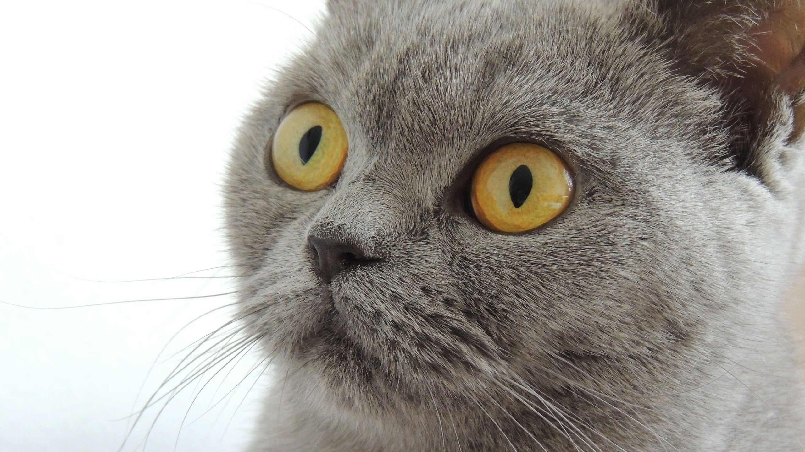 贝多芬的“命运”音符_贝多芬的命运交响曲